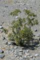 16-Death Valley 0014